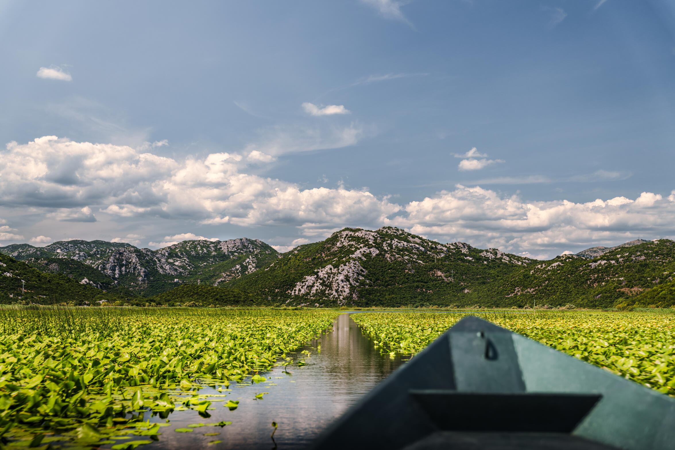 Amongst the lilies at the heart of Lake Skadar —The biggest and most beautiful lake in Montenegro.